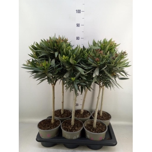 Nerium oleander   ...