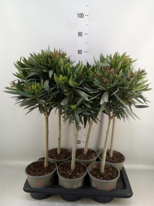 <h4>Nerium oleander   ...</h4>