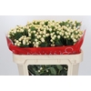 Hypericum Cool Romance Spray