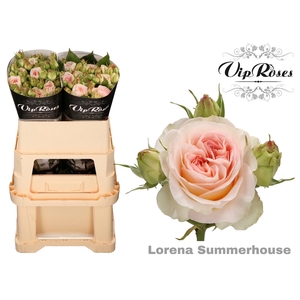 R TR LORENA SUMMERH