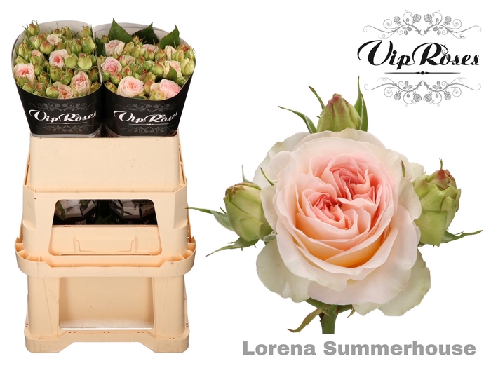 <h4>R TR LORENA SUMMERH</h4>