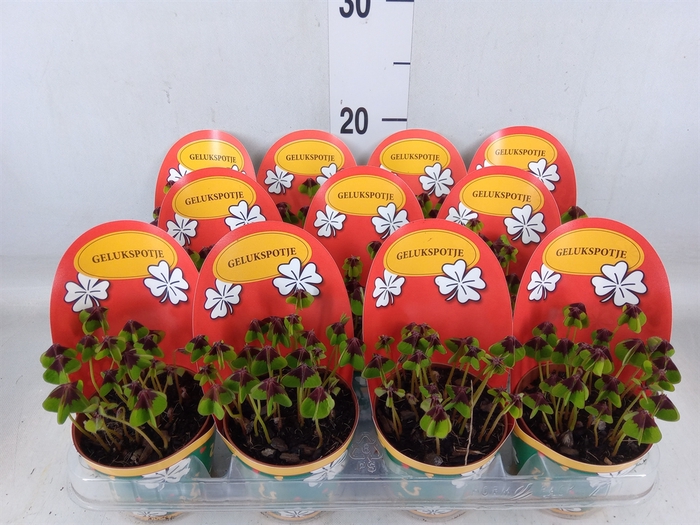 <h4>Oxalis deppei</h4>