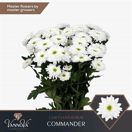 <h4>Chrysanthemum (Indicum Grp) grappe Commander</h4>