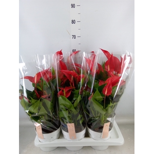 Anthurium  'Banderola Roja'