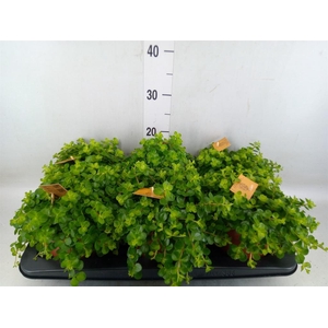 Peperomia rotundifolia