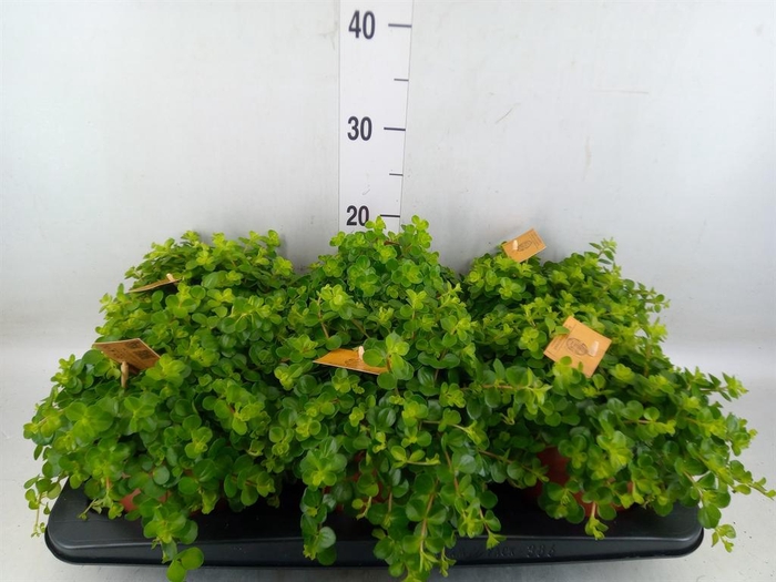 <h4>Peperomia rotundifolia</h4>