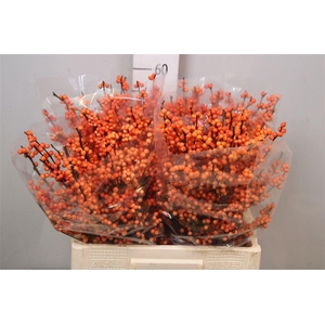 Ilex Ve Winter Gold (x20)