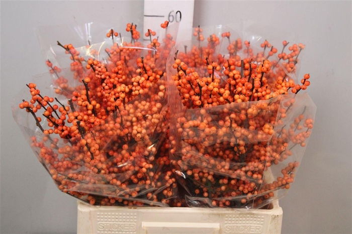 <h4>Ilex Ve Winter Gold (x20)</h4>