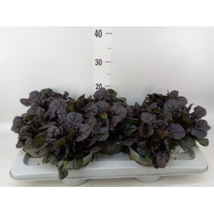 Ajuga reptans   ...