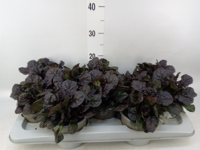 <h4>Ajuga reptans   ...</h4>