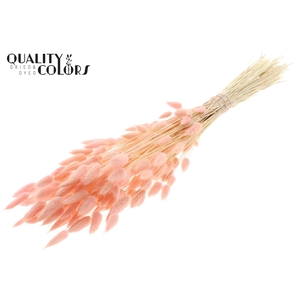 Lagurus Premium per bunch Bleached Light Pink
