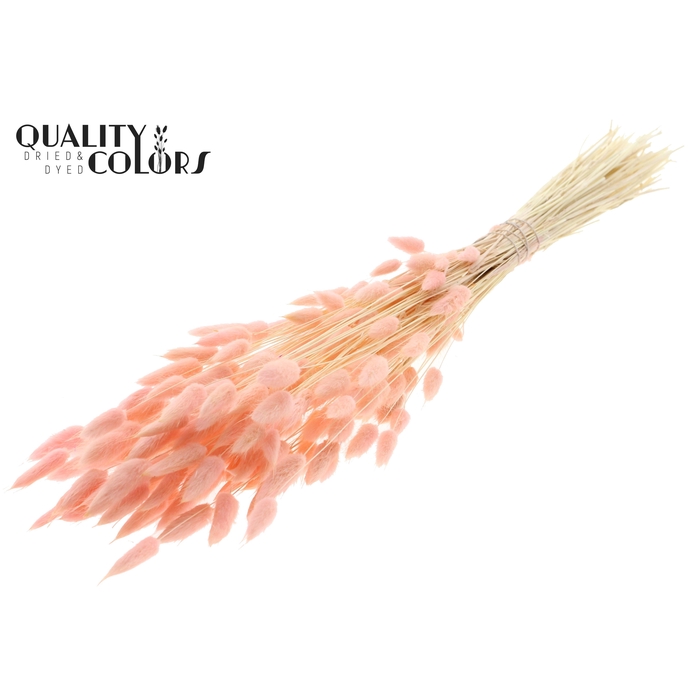 <h4>Lagurus Premium per bunch Bleached Light Pink</h4>