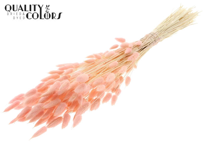 Lagurus Premium per bunch Bleached Light Pink