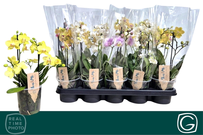 <h4>PHAL MF GEM 4 KL</h4>