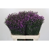 Aster Baby Pink