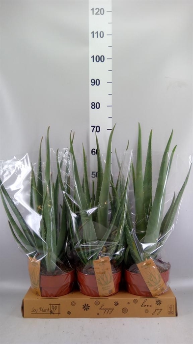 <h4>Aloe vera</h4>