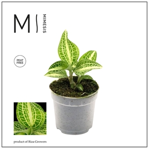 Mimesis Jewel Orchid KARMA Anoectochilus Sapphire - 7cm