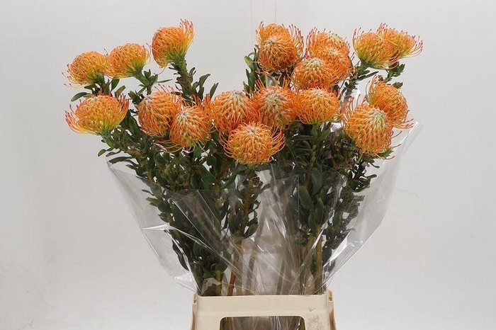 <h4>LEUCO AYOBA SUN</h4>