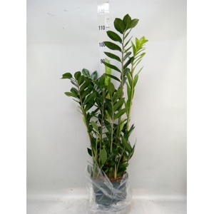 Zamioculcas zamiifolia