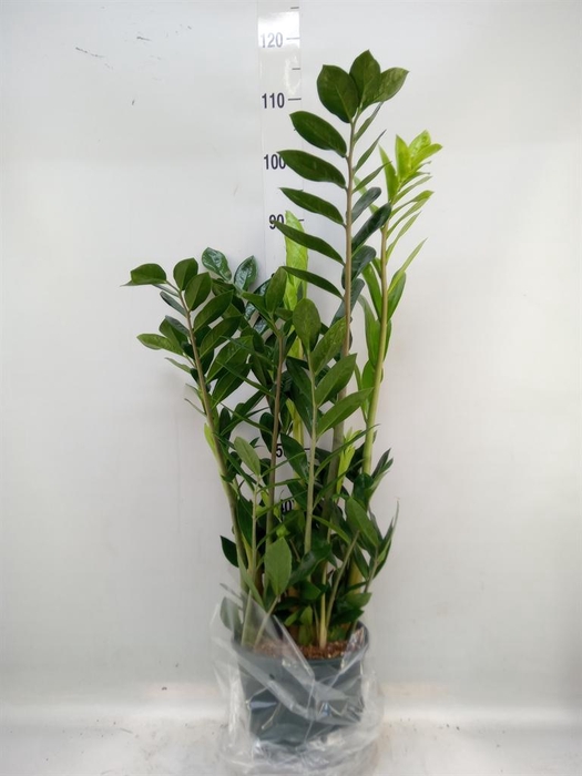 <h4>Zamioculcas zamiifolia</h4>