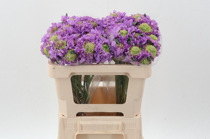 <h4>SCAB AT BB SCOOP UBE</h4>