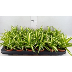 Chlorophytum com. 'Variegatum'