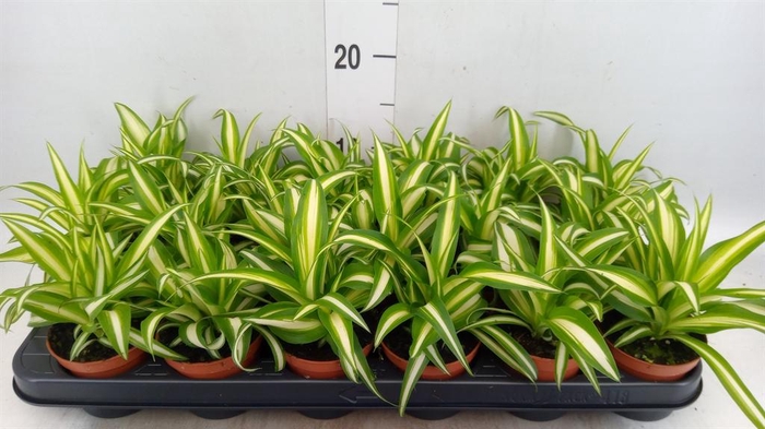 <h4>Chlorophytum com. 'Variegatum'</h4>
