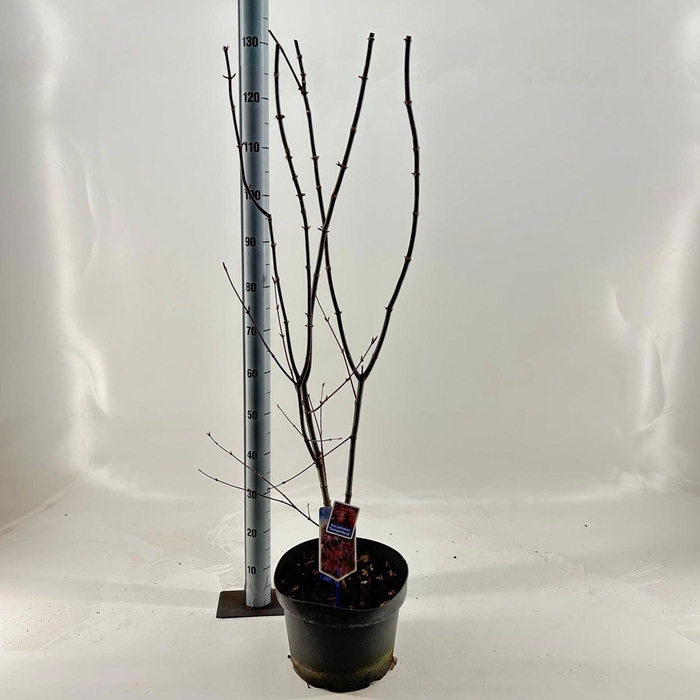 <h4>Acer palmatum Trompenburg</h4>