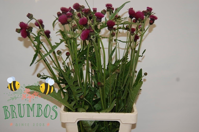 <h4>CIRS ATROPURPUREUM</h4>