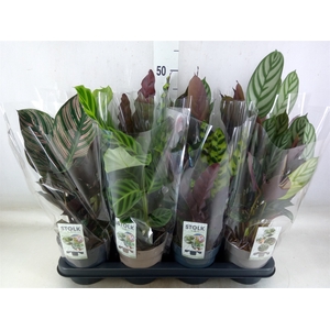 Calathea   ...mix 4