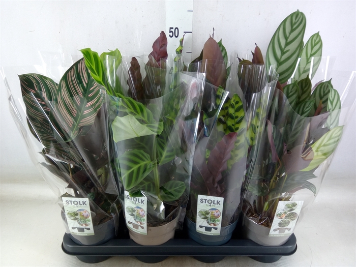<h4>Calathea   ...mix 4</h4>