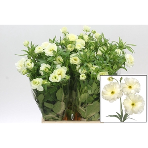 RAN BUTTERFLY GRACES