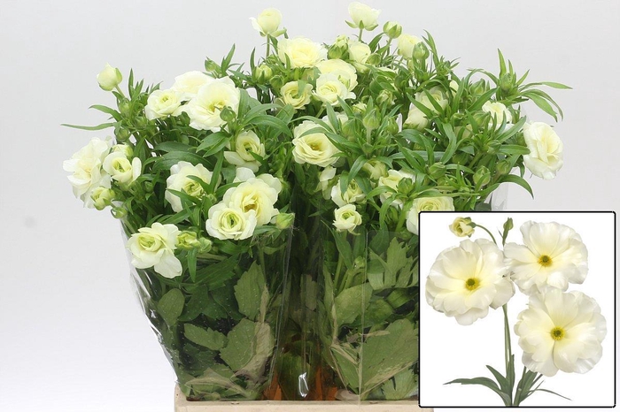 <h4>RAN BUTTERFLY GRACES</h4>