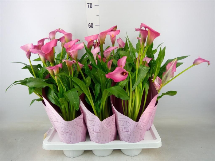 <h4>Zantedeschia   ...</h4>