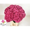 Hydrangea mag pink ruby