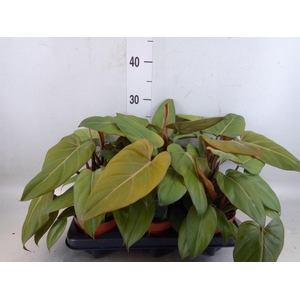 Philodendron   ...