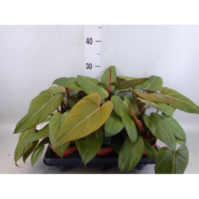 <h4>Philodendron   ...</h4>