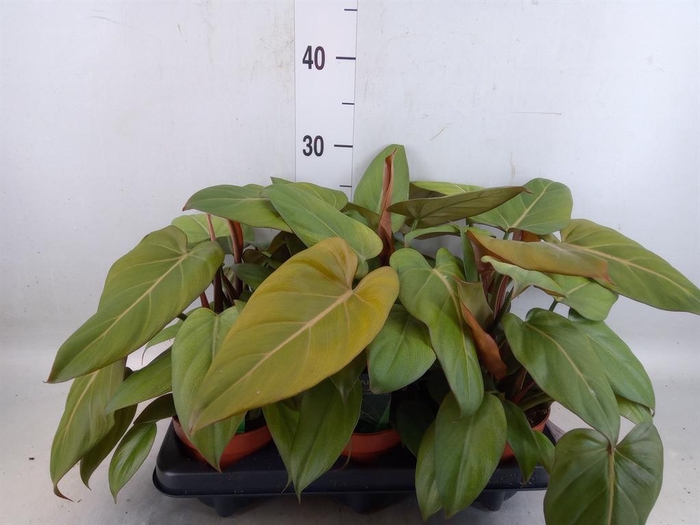 Philodendron   ...