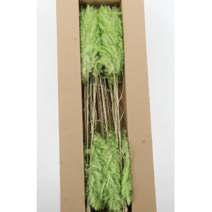 DF Pampas 115cm Bright Green