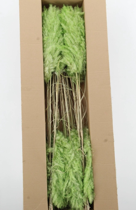 <h4>DF Pampas 115cm Bright Green</h4>