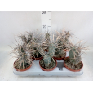 Tephrocactus articulatus