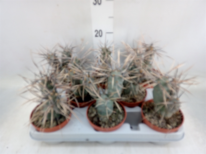 <h4>Tephrocactus articulatus</h4>