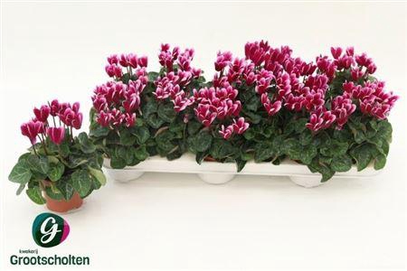 <h4>Cycl Kl Snowridge</h4>