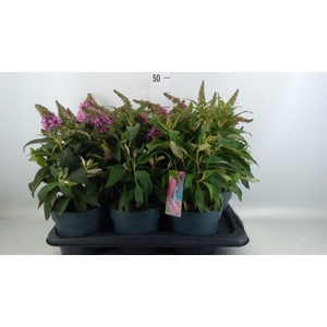 Buddleja davidii 'Butterf C Pink'