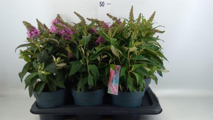 Buddleja davidii 'Butterf C Pink'