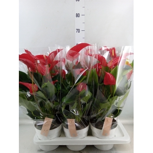Anthurium  'Banderola Roja'