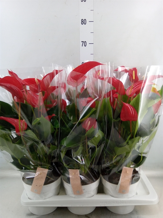 <h4>Anthurium  'Banderola Roja'</h4>