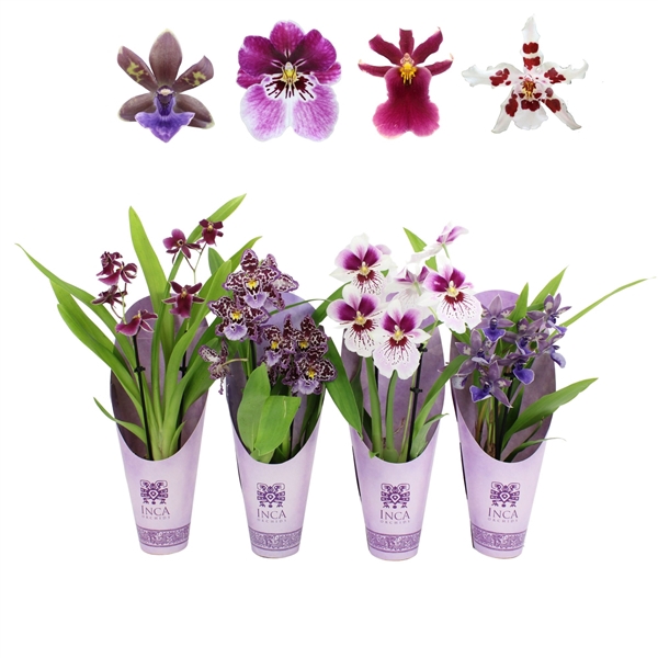 <h4>Inca Orchid Purple Pleasure 2 spike mix 9cm in Luxury Cover</h4>