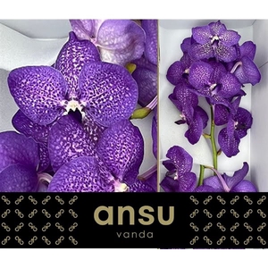 Vanda Violet Blue X16