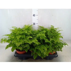 Adiantum raddi. 'Fritz-Luthi'